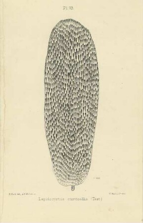 Plate LXXIII. Scale of Lepidocyrtus curvicollis.