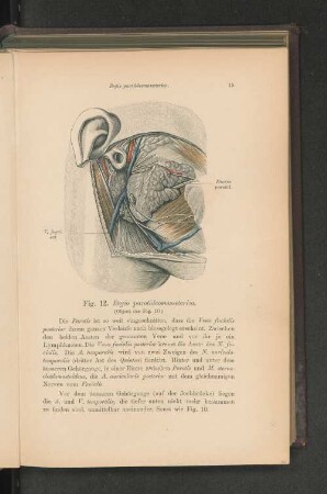 Fig. 12. Regio parotideomasseterica.