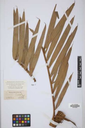 Calamus cuspidatus G.Mann & H.Wendl.[isotype]