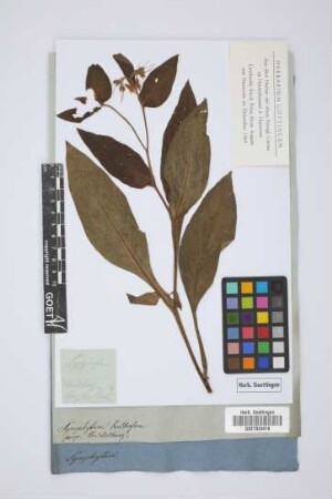 Symphytum bulbosum