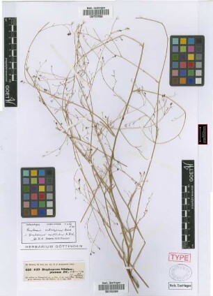 Bupleurum sibthorpianum DC. ex Boiss.