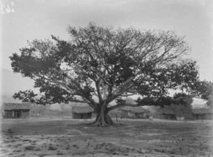 Baum : Baum inmitten einer Siedlung