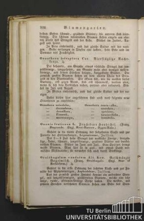 Oenothera tetraptera Cav. Vierflüglige Nachtkerze.
