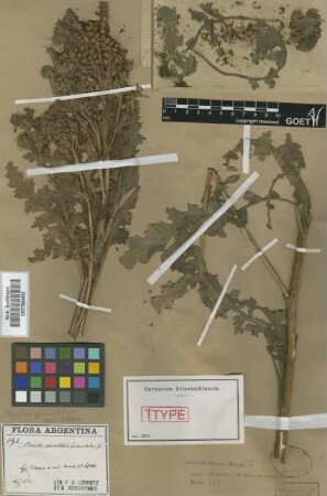 Phacelia pinnatifida Griseb. ex Wedd. var. Griseb. elatior[type]
