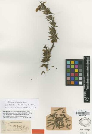 Pictetia marginata Sauv. [isotype]