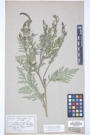 Ambrosia artemisiifolia L.