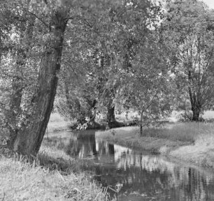 Landschaftsbild. Trotzkefließ in Leipe. : Wobraz krajiny. Groble w Lipjem.