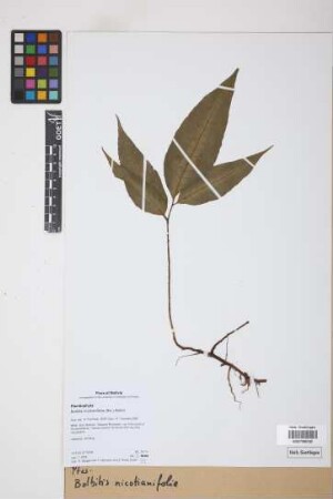 Bolbitis nicotianifolia Alston, 1932