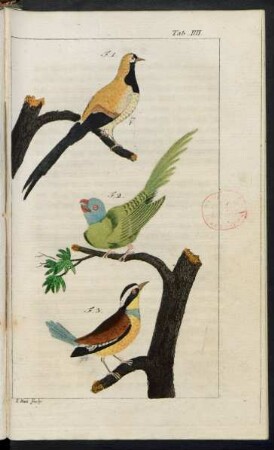 Taf. IV. Fig. 1. - Fig. 3.