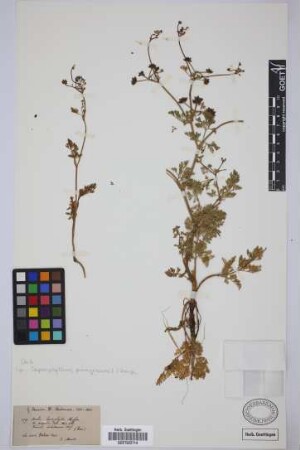 Krubera leptophylla Hoffm.