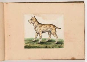 Wildhund, im Klebeband "Gemahlte Wilde Thiere"