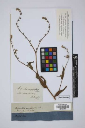 Amsinckia angustifolia Lehm.