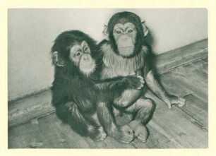 Schimpansenkinder "Jaques" und "Tim" im Tierpark Berlin.