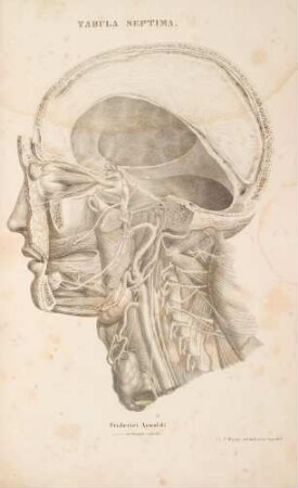 Caput viri adulti, cujus sinistrum latus ostendit nervum trigeminum et ramum tympanicum nervi glossopharyngei