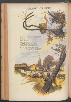 Pájaro gaucho