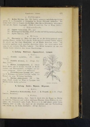 5. Gattung. Dosten, Majoran. Origanum.
