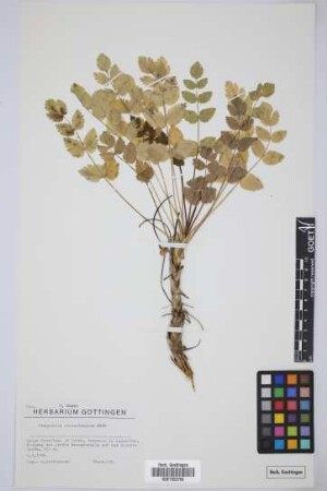 Pimpinella dendrotragium Webb & Berthel.