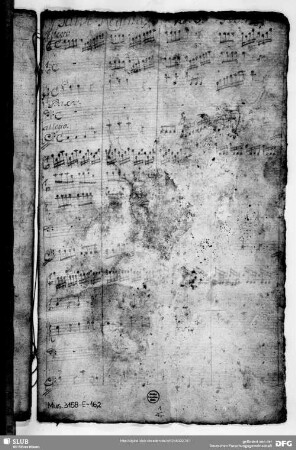 Salve regina