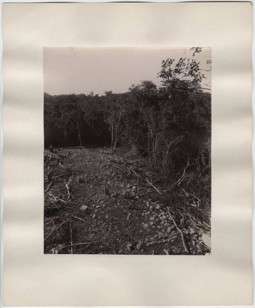 "Endroit nettoyé par la forêt."