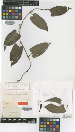 Aristolochia acutifolia Duch. [type]