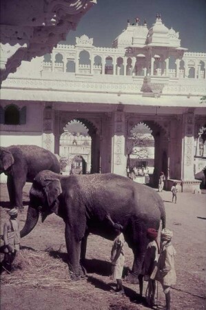 Reisefotos Indien. Elefanten mit Führern. Blick zu einem Palast (vielleicht in Udaipur)