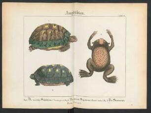 [Tafel I.-VI.: Amphibien.]