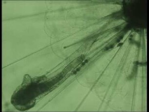 Lebenszyklus der planktonischen Foraminifere Hastigerina pelagica
