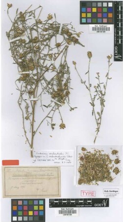 Centaurea reichenbachioides Schur ex Hayek [syntype]