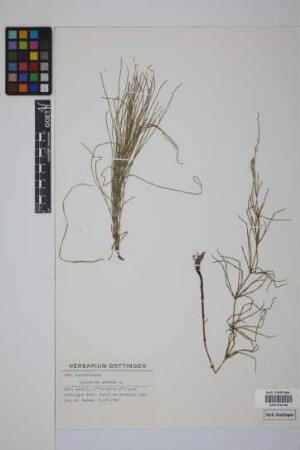 Equisetum arvense L.