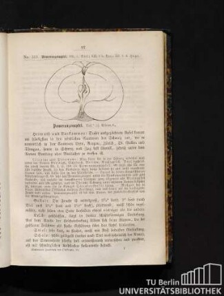 No. 311. Pomeranzapfel.