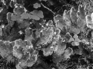 Hundsschildflechte : Hundsschildflechte (Peltigera canina). Bialowies