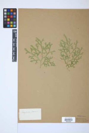 Selaginella flexuosa Spring