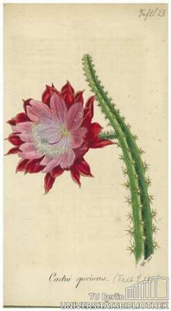 Cactus speciosus