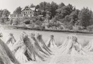 Reinhardtsdorf-Schöna. Wolfsberg mit Wolfsberghotel. Blick aus der Reinhardtsdorfer Feldflur (mit Roggenpuppen) nach Osten