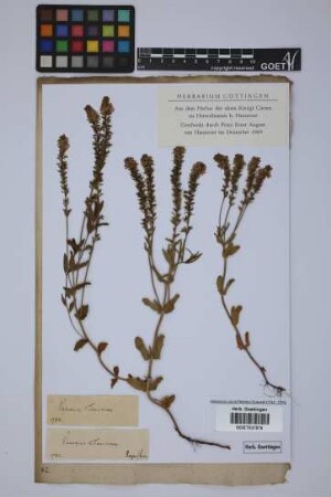 Veronica teucrium L.
