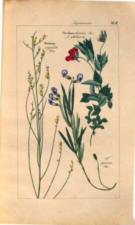 Flora universalis in colorirten Abbildungen : ein Kupferwerk zu den Schriften Linne's, Willdenow's, De Condolle's, Sprengel's, Römer, Schultes's u. A.. 1,5