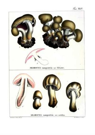 Tav. XLV. Agaricus campestris: var. fulvaster - Agaricus campestris: var. costatus