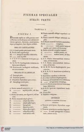 Figurae speciales strati tertii