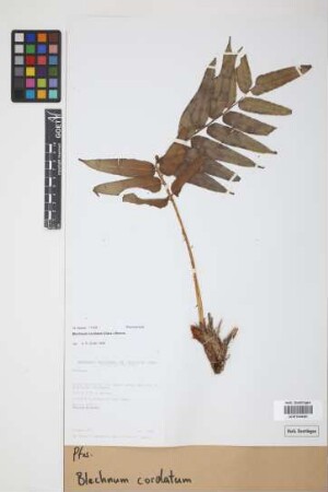Blechnum cordatum (Desv.) Hieron.