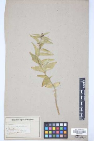 Vincetoxicum