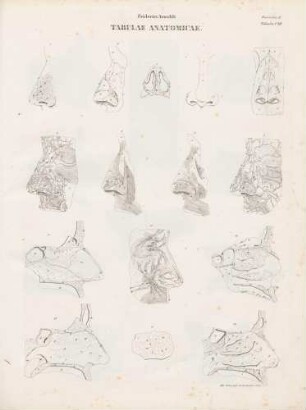 Nasus hominis (Lineartafel)