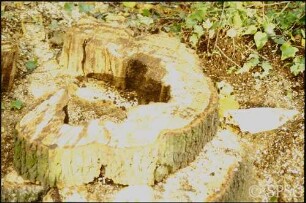 Potsdam, Neuer Garten, gefällter Baum.