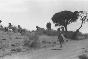 Landschaft zwischen Umbulu und Dongobesch : Savanne mit einer Straße, Ziegen und einem Person