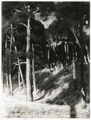 Waldlandschaft