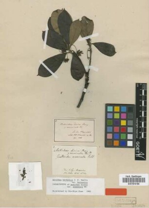 Antirhea dioica Bory ex DC. var. DC. acuminata[isolectotype]