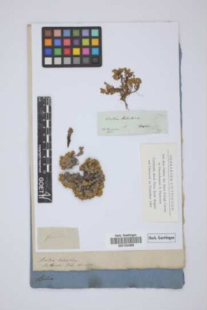 Aretia helvetica