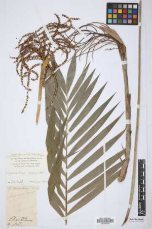 Chamaedorea karwinskyana H.Wendl.