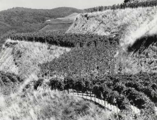Weinstraße bei Oberbergen im Kaiserstuhl