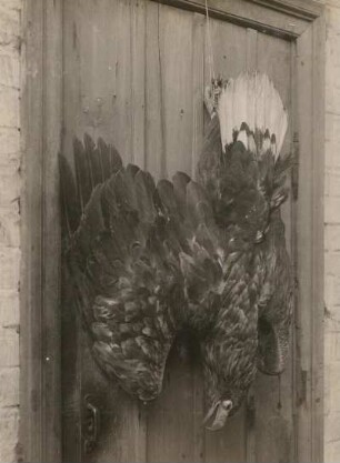 Seeadler (Haliaeetus albicilla), bei Gehlsdorf, nahe Rostock, durch Starkstrom am 18.10.1926 getötet