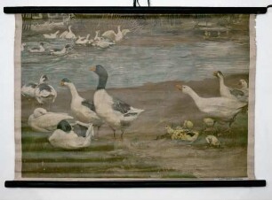 Enten, Gänse